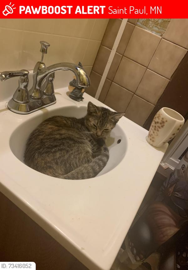 Lost Female Cat last seen Asbury, Saint Paul, MN 55104