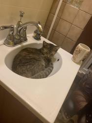 Lost Female Cat last seen Asbury, Saint Paul, MN 55104