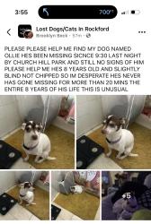 Lost Male Dog last seen Churchill Park, Rockford, IL 61104