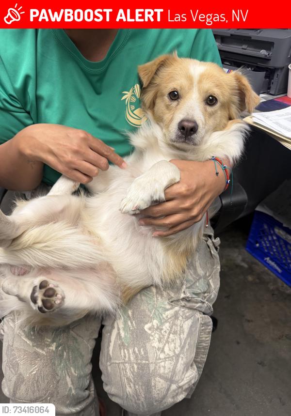 Lost Male Dog last seen Hillsway, Las Vegas, NV 89110