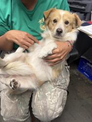 Lost Male Dog last seen Hillsway, Las Vegas, NV 89110