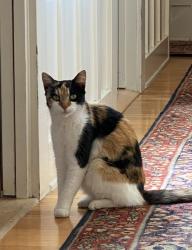 Lost Female Cat last seen Oakland Ave and Alpine St, Pasadena, CA 91106