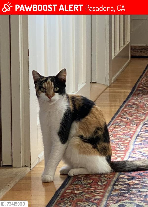 Lost Female Cat last seen Oakland Ave and Alpine St, Pasadena, CA 91106