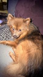 Reunited Male Dog last seen Barkwood Dr, Norfolk, VA 23518