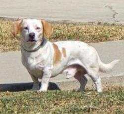 Reunited Male Dog last seen on Binney St. Near S. Stimson Ave & Gale Ave, Hacienda Heights, CA 91745