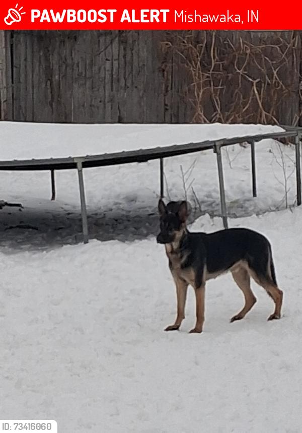 Lost Male Dog last seen Capital and dragoon trl, Mishawaka, IN 46544