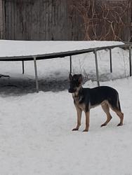 Lost Male Dog last seen Capital and dragoon trl, Mishawaka, IN 46544