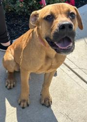 Shelter Stray Male Dog last seen Near Pleasantdale Crossing Atlanta, 30340, 30340, GA, 3280 Chamblee Dunwoody Rd, Chamblee, GA 30341, USA