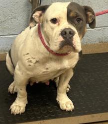 Shelter Stray Female Dog last seen Near Glenwood Road H, 30032, GA, 3280 Chamblee Dunwoody Rd, Chamblee, GA 30341, USA