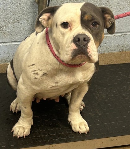 Shelter Stray Female Dog last seen Near Glenwood Road H, 30032, GA, 3280 Chamblee Dunwoody Rd, Chamblee, GA 30341, USA