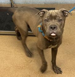 Shelter Stray Male Dog last seen Near Gresham Rd, 30316, GA, 3280 Chamblee Dunwoody Rd, Chamblee, GA 30341, USA
