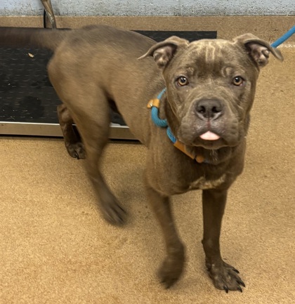Shelter Stray Male Dog last seen Near Gresham Rd, 30316, GA, 3280 Chamblee Dunwoody Rd, Chamblee, GA 30341, USA