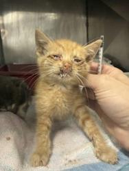 Shelter Stray Male Cat last seen Near Wintergreen road, Cove City, NC, 1639 Old Airport Rd, New Bern, NC 28562, USA