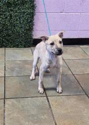 Shelter Stray Female Dog last seen Near mike godwin, CITY of El Paso, TX, 5001 Fred Wilson Ave, El Paso, TX 79906, USA