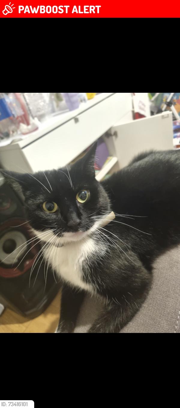Lost Female Cat last seen Radcliff Road, South Yorkshire, England S71 3DE