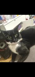 Lost Female Cat last seen Radcliff Road, South Yorkshire, England S71 3DE