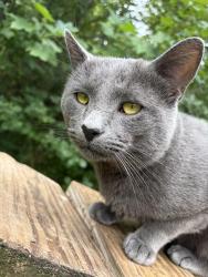 Found/Stray Male Cat last seen Twinsburg and Schoepf Dr, Northfield Center Township, OH 44067
