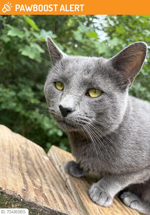 Found/Stray Male Cat last seen Twinsburg and Schoepf Dr, Northfield Center Township, OH 44067