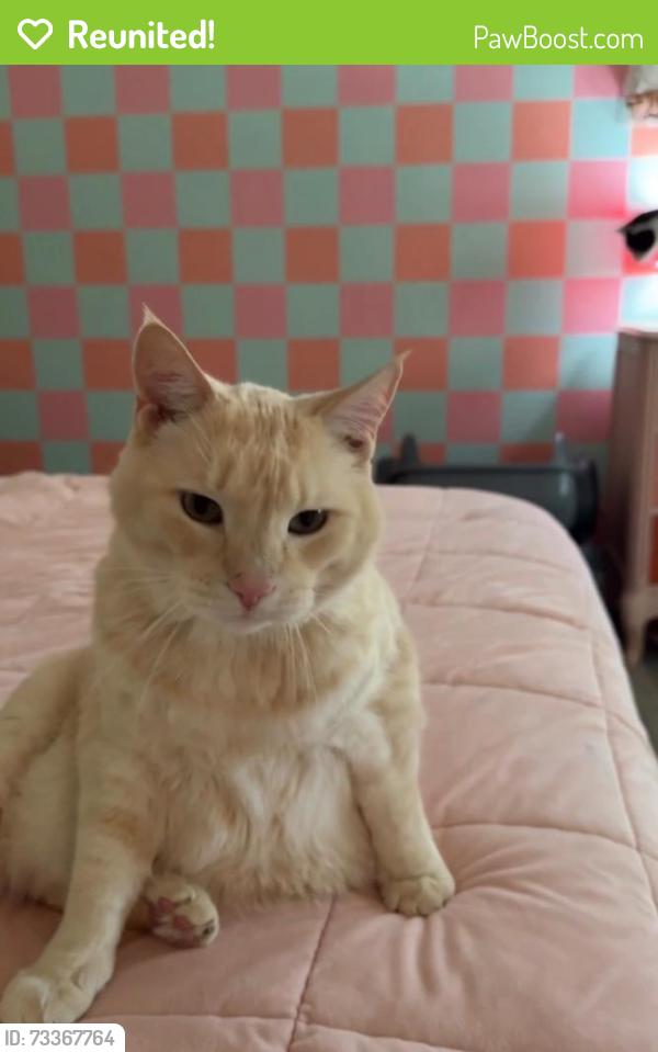 Reunited Male Cat last seen Near W Edgemont Dr, San Bernardino, CA 92405, USA, San Bernardino, CA 92405
