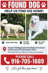 Reunited Male Dog last seen Rollingwood: Long Canyon Drive/Shady Tree Court, Fair Oaks, CA 95628