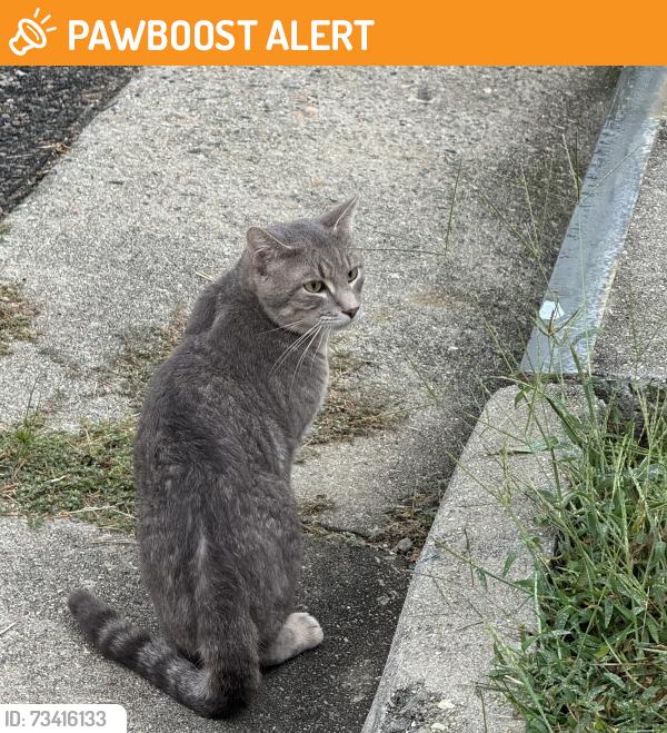 Found/Stray Male Cat last seen Manassas drive Chesterfield Va, Chesterfield County, VA 23832