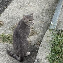 Found/Stray Male Cat last seen Manassas drive Chesterfield Va, Chesterfield County, VA 23832
