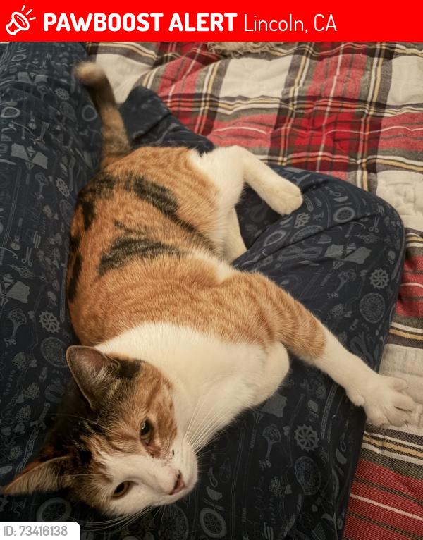Lost Female Cat last seen Sego Lane, off of Virginiatown, Lincoln, CA 95648
