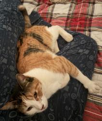 Lost Female Cat last seen Sego Lane, off of Virginiatown, Lincoln, CA 95648