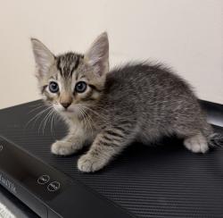 Shelter Stray Male Cat last seen Near N M St, LIVERMORE, CA, 94550, 4651 Gleason Dr, Dublin, CA 94568, USA