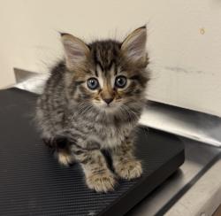Shelter Stray Female Cat last seen Near N M St, LIVERMORE, CA, 94550, 4651 Gleason Dr, Dublin, CA 94568, USA