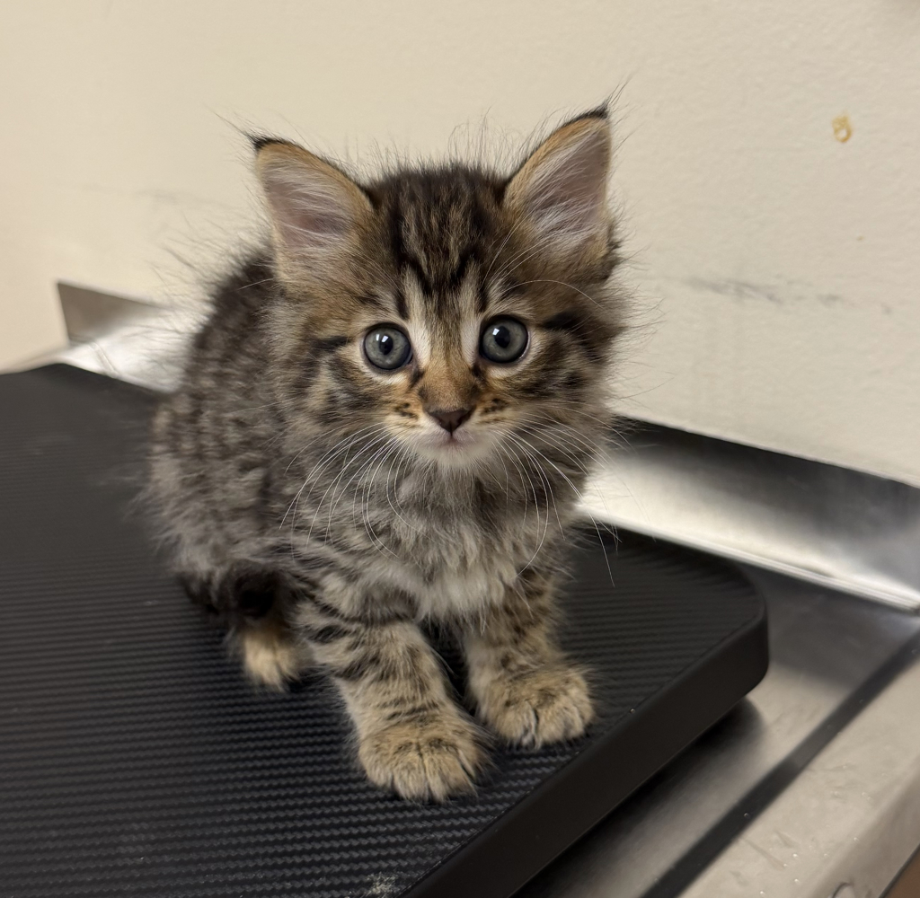 Shelter Stray Female Cat last seen Near N M St, LIVERMORE, CA, 94550, 4651 Gleason Dr, Dublin, CA 94568, USA