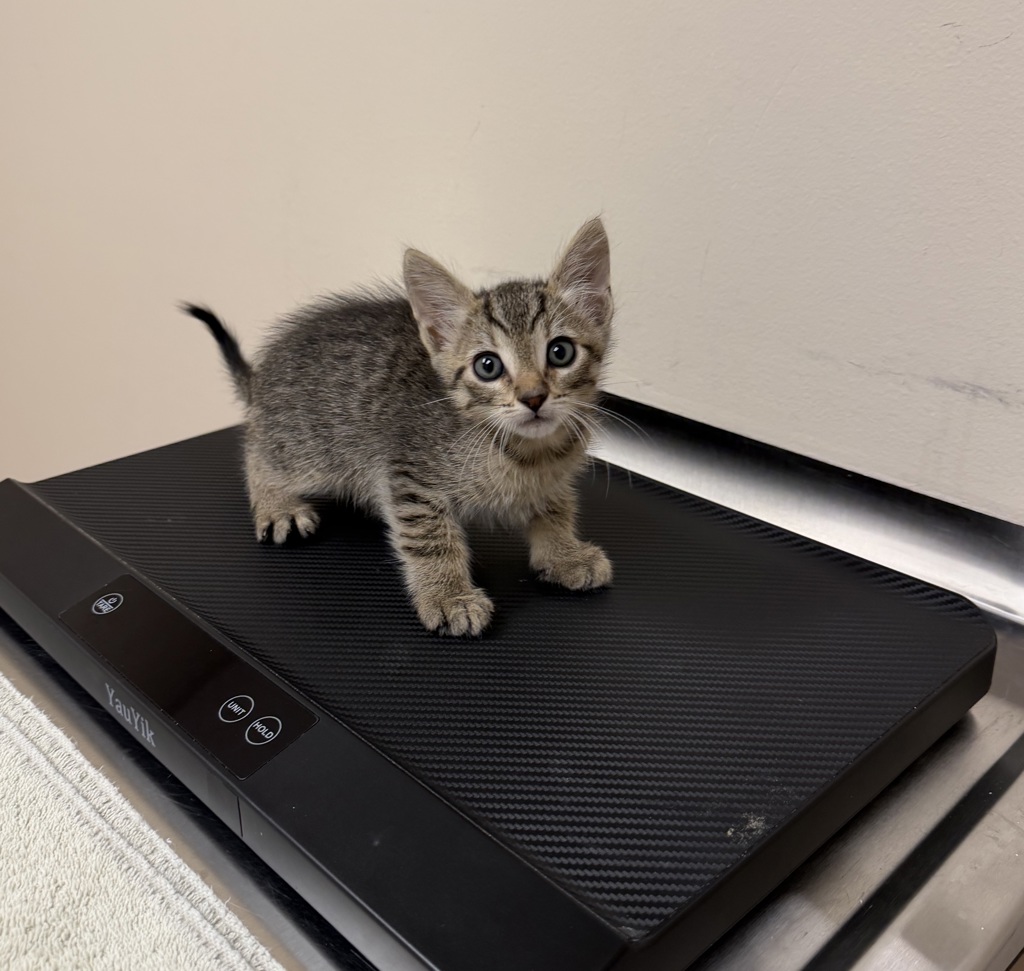 Shelter Stray Male Cat last seen Near N M St, LIVERMORE, CA, 94550, 4651 Gleason Dr, Dublin, CA 94568, USA