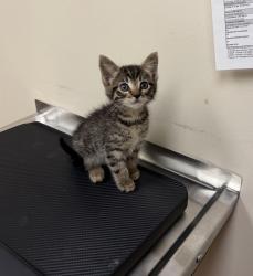 Shelter Stray Female Cat last seen Near N M St, LIVERMORE, CA, 94550, 4651 Gleason Dr, Dublin, CA 94568, USA