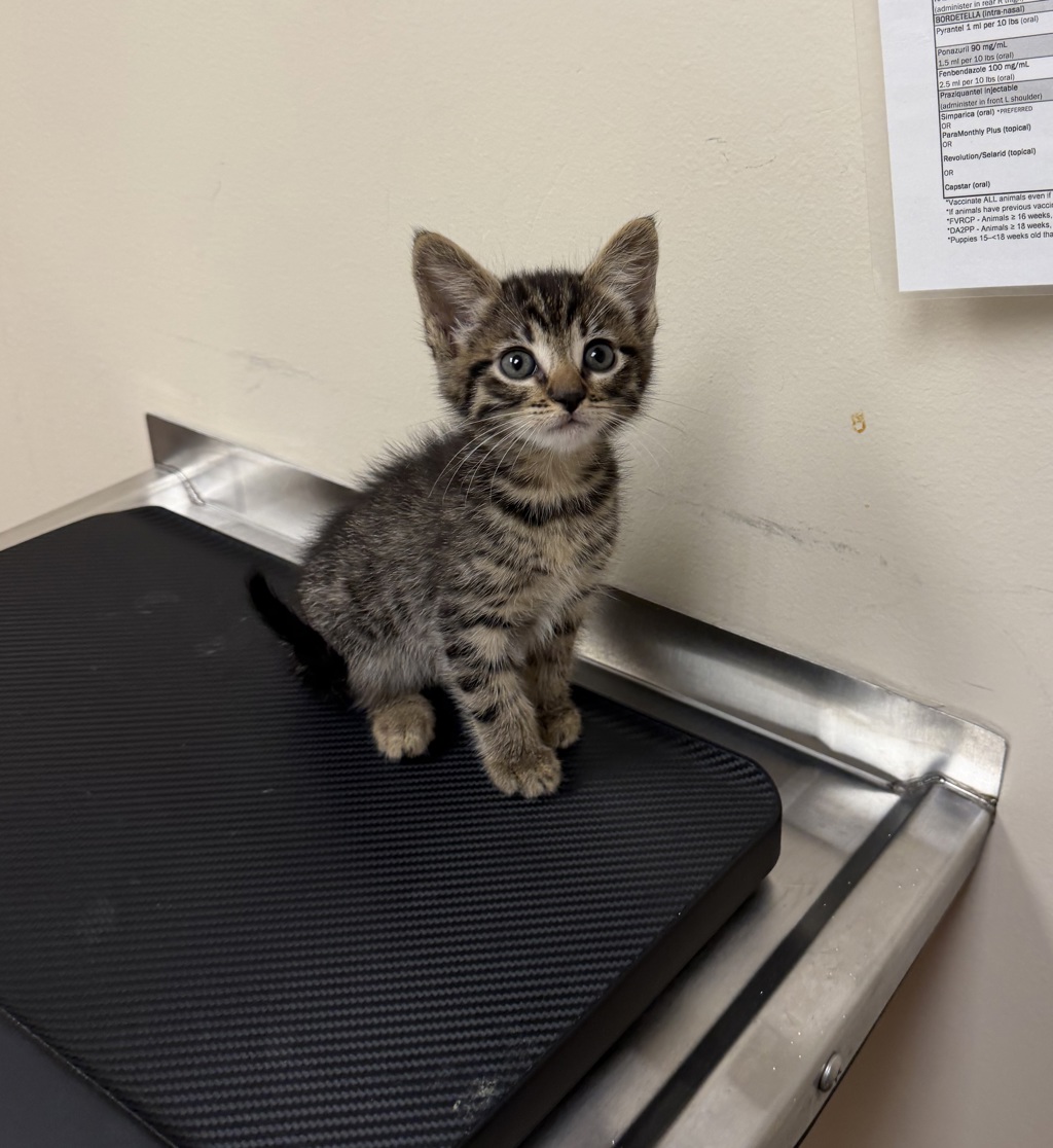 Shelter Stray Female Cat last seen Near N M St, LIVERMORE, CA, 94550, 4651 Gleason Dr, Dublin, CA 94568, USA