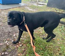 Shelter Stray Male Dog last seen Tyler Avenue, ANNAPOLIS, MD, 21403, 411 Maxwell Frye Rd, Millersville, MD 21108, USA
