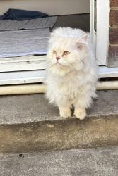 Reunited Male Cat last seen Tintern Gardens, Greater London, England N14 6HN