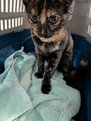 Shelter Stray Female Cat last seen Near Marengo Street, Los Angeles, CA, 90033, 5500 Gaines St, San Diego, CA 92110, USA
