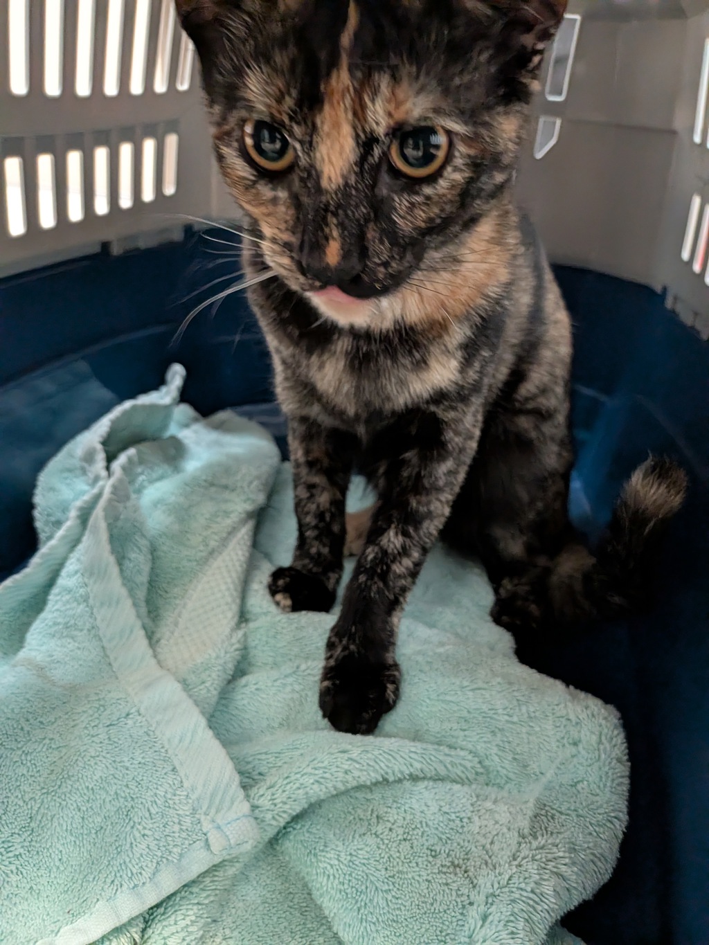 Shelter Stray Female Cat last seen Near Marengo Street, Los Angeles, CA, 90033, 5500 Gaines St, San Diego, CA 92110, USA