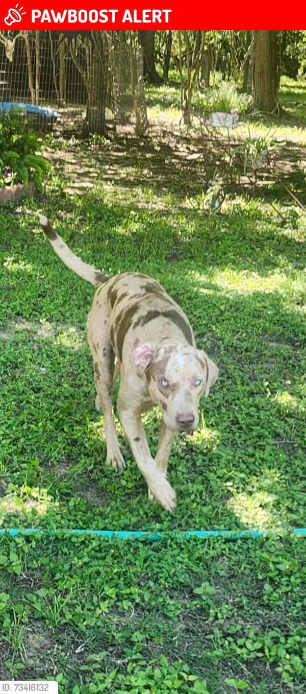 Lost Male Dog last seen Between Dillard Rd. And Flewellen Rd, Brenham, TX 77833