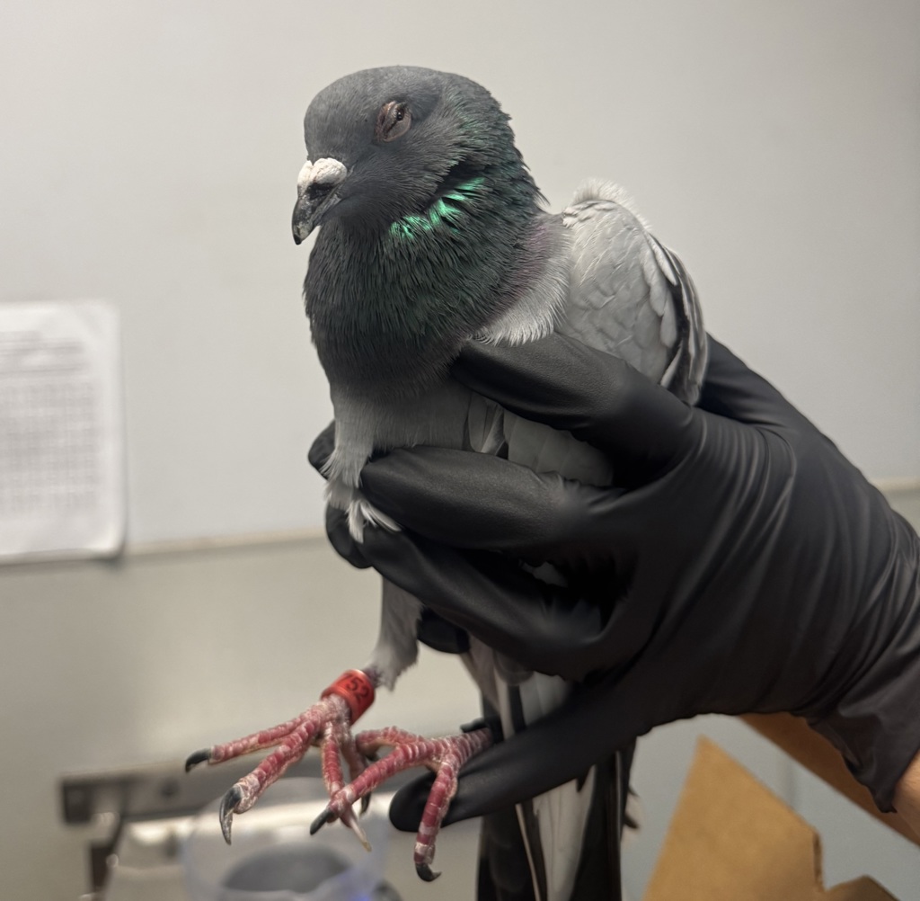 Shelter Stray Unknown Bird last seen Near Town Center Drive, San Diego, CA, 92121, 5500 Gaines St, San Diego, CA 92110, USA