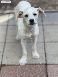 Lost Female Dog last seen by S town E Blvd & south pkwy, Mesquite, TX 75149