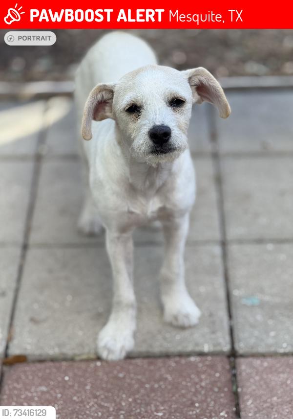 Lost Female Dog last seen by S town E Blvd & south pkwy, Mesquite, TX 75149