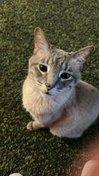 Lost Male Cat last seen Oak Mont Park Neighborhood, Red Oak, TX 75154