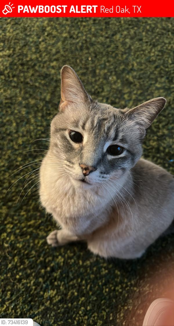 Lost Male Cat last seen Oak Mont Park Neighborhood, Red Oak, TX 75154