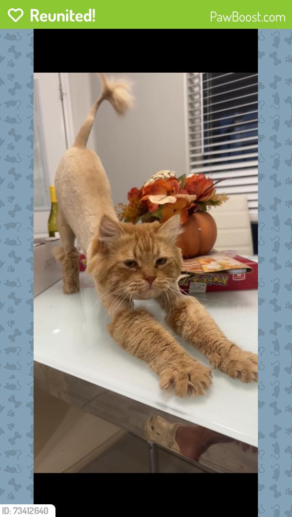Reunited Male Cat last seen Palm st, Hesperia, CA 92340