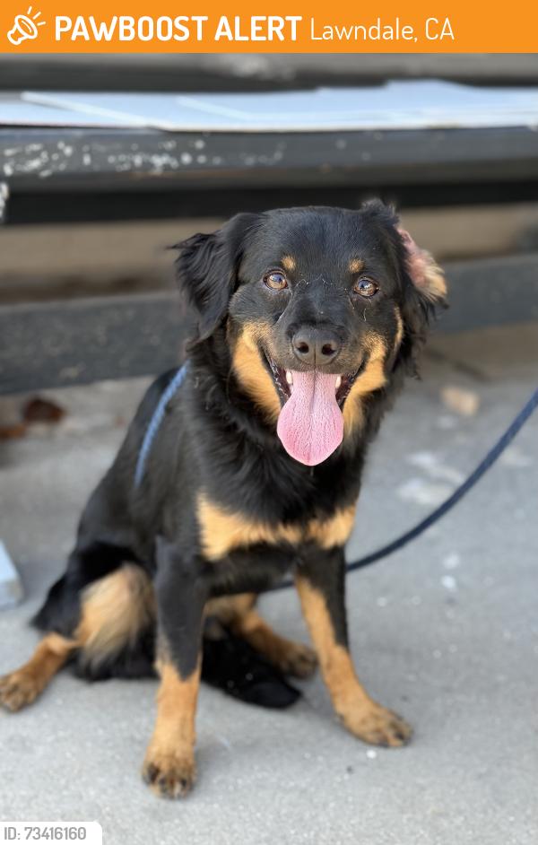 Found/Stray Male Dog last seen Near block of 154th St, Lawndale, CA 90260