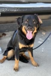 Found/Stray Male Dog last seen Near block of 154th St, Lawndale, CA 90260