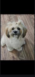 Lost Female Dog last seen Russell Dr New Caney Texas 77357, New Caney, TX 77357