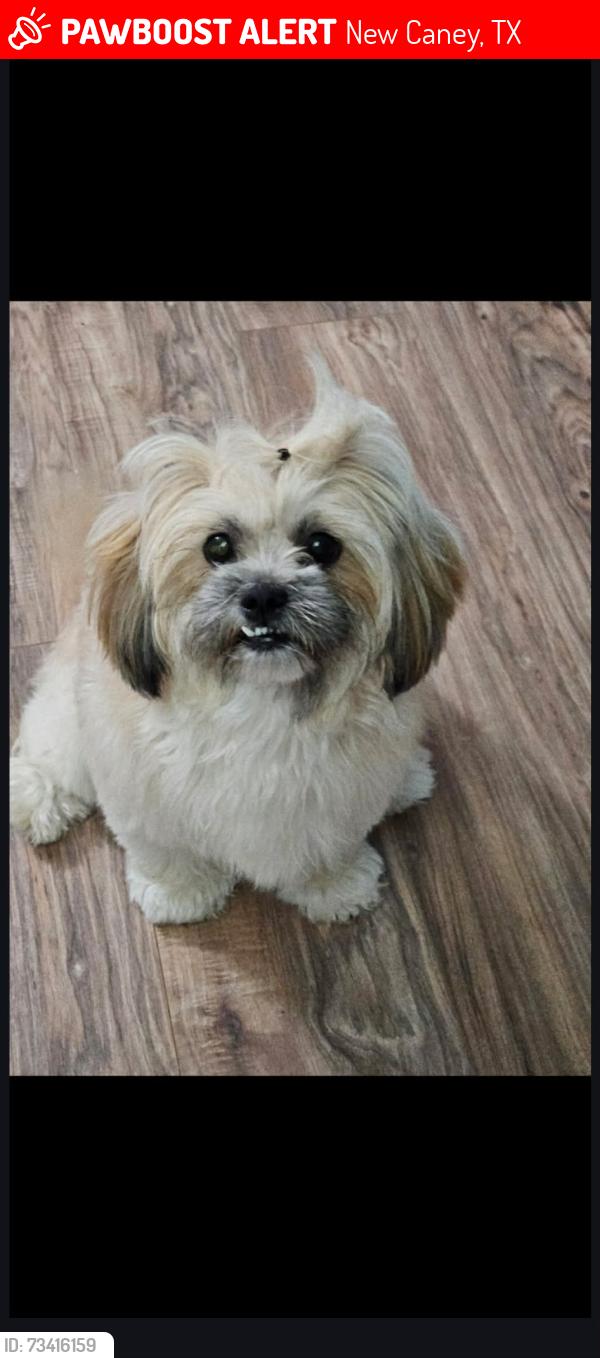 Lost Female Dog last seen Russell Dr New Caney Texas 77357, New Caney, TX 77357