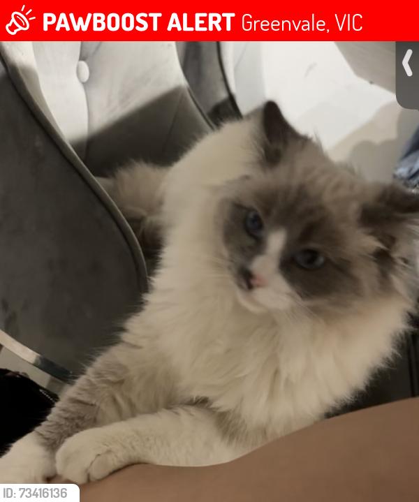 Lost Male Cat last seen Dunfirmline ave, Greenvale, VIC 3059